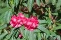 Pink Rhododendron flowers Royalty Free Stock Photo