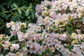 Pink Rhododendron flowers Royalty Free Stock Photo