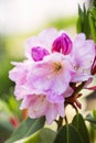 Pink rhododendron flowers Royalty Free Stock Photo