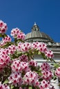 Pink rhododendron flowers frame the dome of the capitol building with a bright blue sky Royalty Free Stock Photo