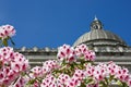 Pink rhododendron flowers frame the dome of the capitol building with a bright blue sky Royalty Free Stock Photo
