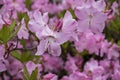 Pink rhododendron flowers in full bloom Royalty Free Stock Photo