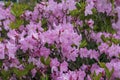 Pink rhododendron flowers in full bloom Royalty Free Stock Photo