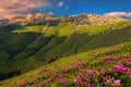 Pink rhododendron flowers on the hills at sunset, Bucegi, Romania Royalty Free Stock Photo