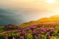 Pink rhododendron flowers in mountains Royalty Free Stock Photo