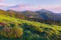 Pink rhododendron flowers in mountains Royalty Free Stock Photo