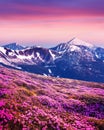 Pink rhododendron flowers in mountains Royalty Free Stock Photo