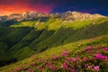Pink rhododendron flowers in the mountains at sunset, Bucegi, Romania Royalty Free Stock Photo