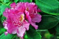 Pink rhododendron flowers, soft green blurry leaves background, close up macro Royalty Free Stock Photo