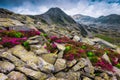 Pink rhododendron flowers on the stones, Retezat mountains, Carpathians, Romania Royalty Free Stock Photo