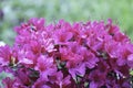 pink Rhododendron molle flowers