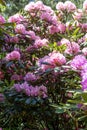 Pink rhododendron Roseum Elegans variety, sunny day.