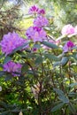 Pink rhododendron Roseum Elegans variety, sunny day.