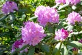 Pink rhododendron Roseum Elegans variety, sunny day.