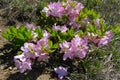 Gorgeous Royal Azalea blooming in the wild