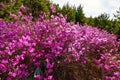 The pink rhododendron simsii and pinetrees Royalty Free Stock Photo