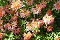 Pink rhododendron. Spring flowering in the forest. May. Charm and the magic of nature.