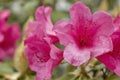 Pink Rhododendrons