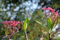 Pink rhododendrons bloom with thick green leaves