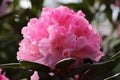 Pink rhododendrons close-up #2. Botanical Garden, Moscow.