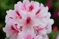 Pink rhododendrons Royalty Free Stock Photo