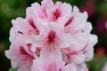 Pink rhododendrons