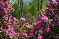 Pink rhododendrons in late afternoon light