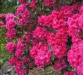 Pink rhododendrons shrub in bloom. Spring. USA Northwest.