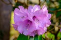 Pink rhododendrons