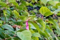 A pink ribbon marks a knotweed plant in preparation for herbicide application