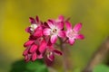 Pink ribes sanguineum flower