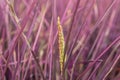 Pink rice field in Phitsanulok province. Thailand. The new color of rice which accidental discovery Royalty Free Stock Photo