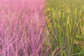 Pink rice field in Phitsanulok province. Thailand. The new color of rice which accidental discovery Royalty Free Stock Photo