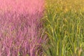 Pink rice field in Phitsanulok province. Thailand. The new color of rice which accidental discovery Royalty Free Stock Photo