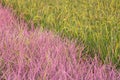 Pink rice field in Phitsanulok province. Thailand. The new color of rice which accidental discovery Royalty Free Stock Photo