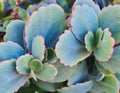 Pink Rimmed Green Succulent Leaves Royalty Free Stock Photo