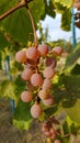 Pink ripe grape bunch is hanging on grapevine. Bunch of round purple berries with matte peel on green leaves background. Harvest Royalty Free Stock Photo