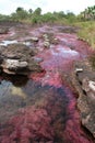 Pink River Cano Cristales Royalty Free Stock Photo