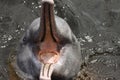 Close-up of Pink river dolphin, mouth open, Rio Negro, Novo Airao, Brazil Royalty Free Stock Photo