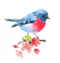 Pink Robin Bird On The Cherry Blossoms Branch Watercolor Illustration Hand Painted Isolated On White Background