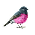 Pink robin bird watercolor illustration. Hand drawn australia avian realistic image. Pink robin small cute bright bird