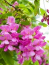 Pink Robinia flowers