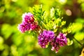 Pink Robinia flowers close up. Purple acacia