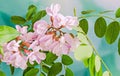 Pink Robinia pseudoacacia tree flowers, know as black locust, ge