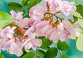 Pink Robinia pseudoacacia tree flowers, know as black locust, ge