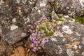 Rock flowers blooming in red point beach Royalty Free Stock Photo