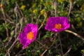 Pink Rock-Rose