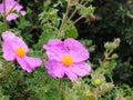 Pink Rock Rose Or Cistus Creticus Crete Greece