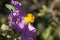 Pink rock rose Cistus creticus Royalty Free Stock Photo