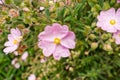 Pink Rock-Rose flowers Cistaceae blooming in a park, San Francisco bay area, non native to California Royalty Free Stock Photo